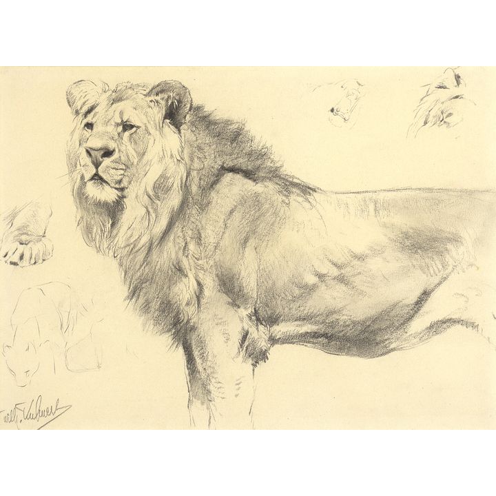 Wilhelm Kuhnert (1865-1926), Lion Study