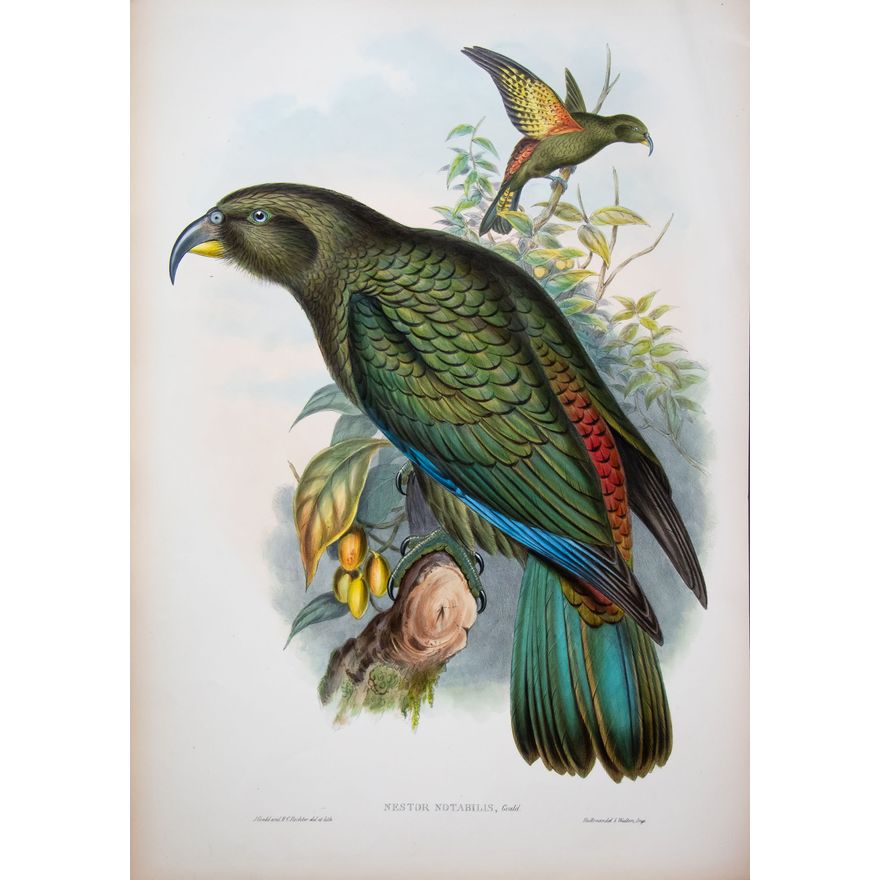 John Gould & H.C. Ritcher 'Nestor Notabilis, Kea Parrot'