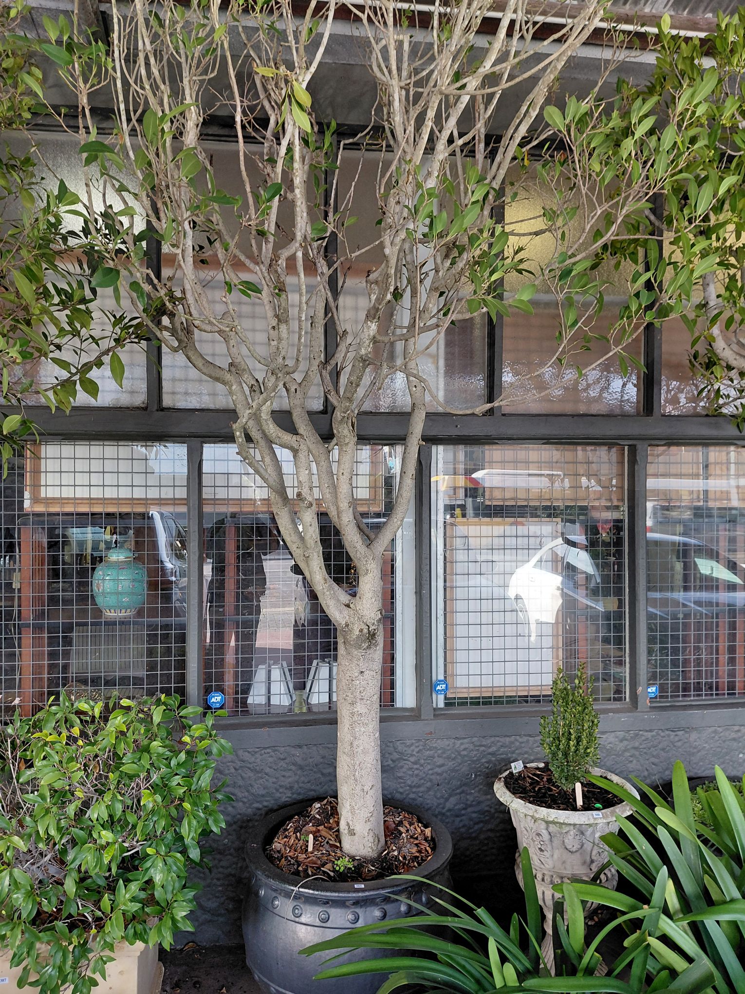 385 · MATURE FICUS TREE