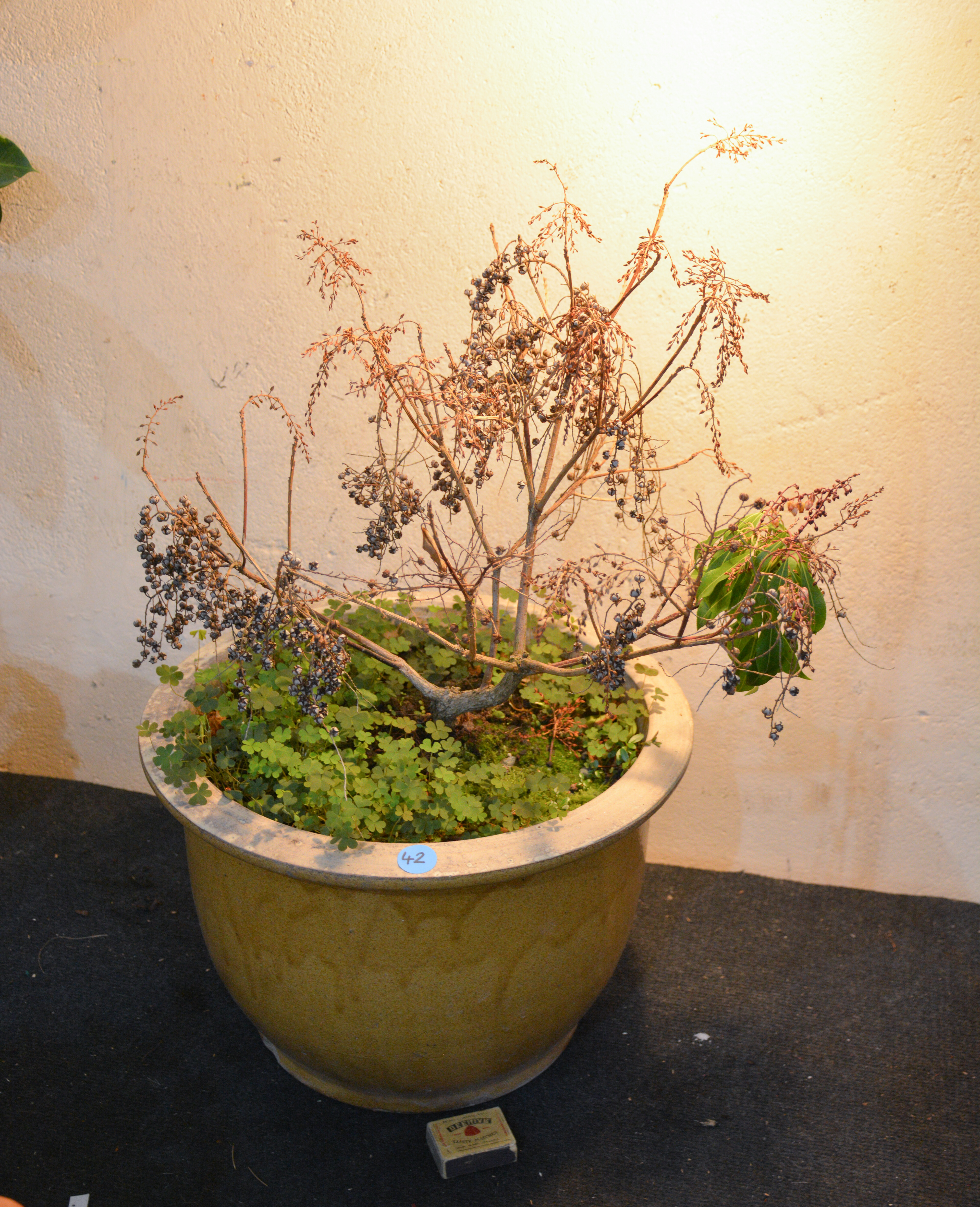 Japonica in Large Terracotta Pot — sold at auction in New Zealand for $20