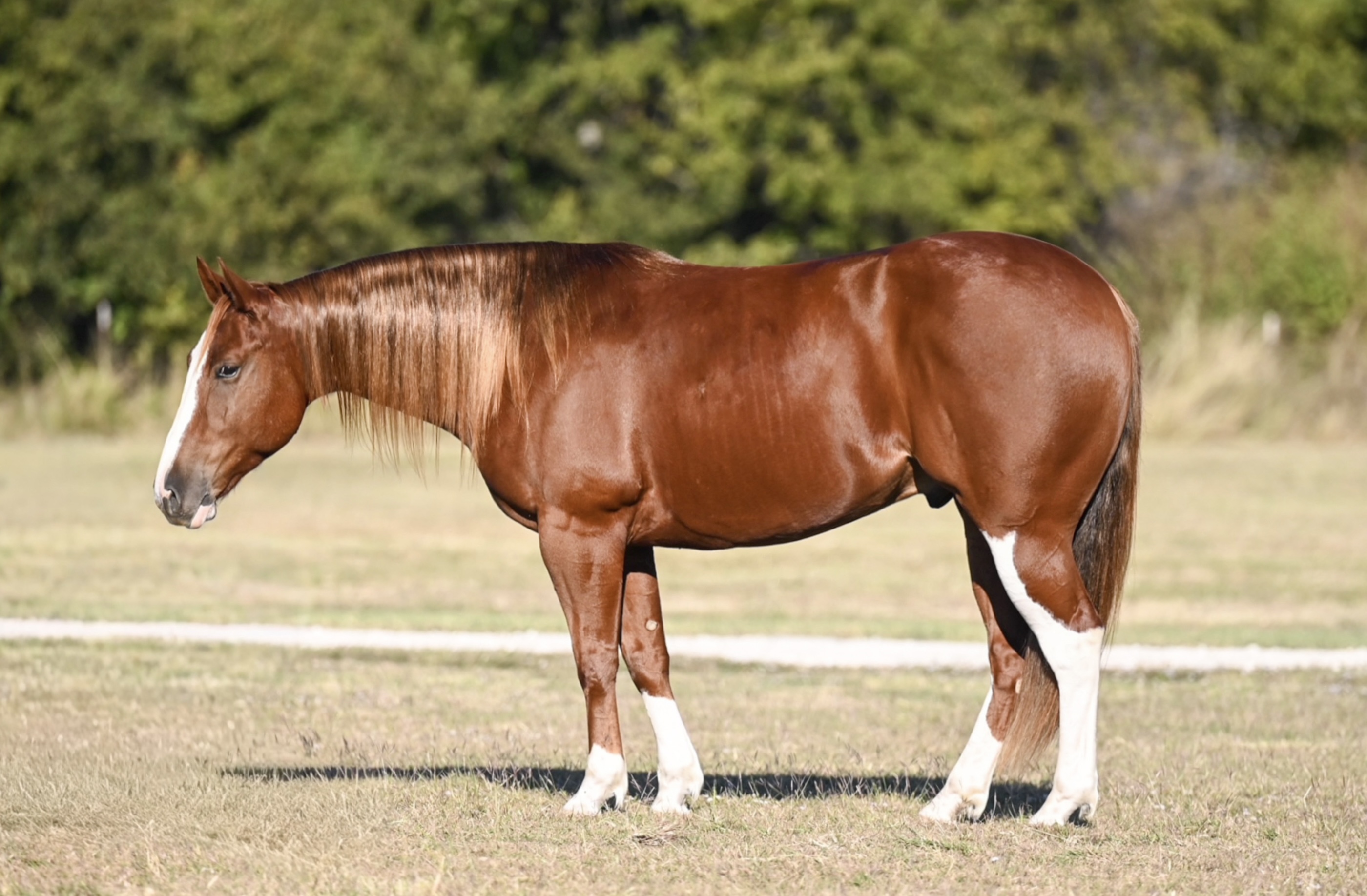 RIO | Horse Bid, LLC