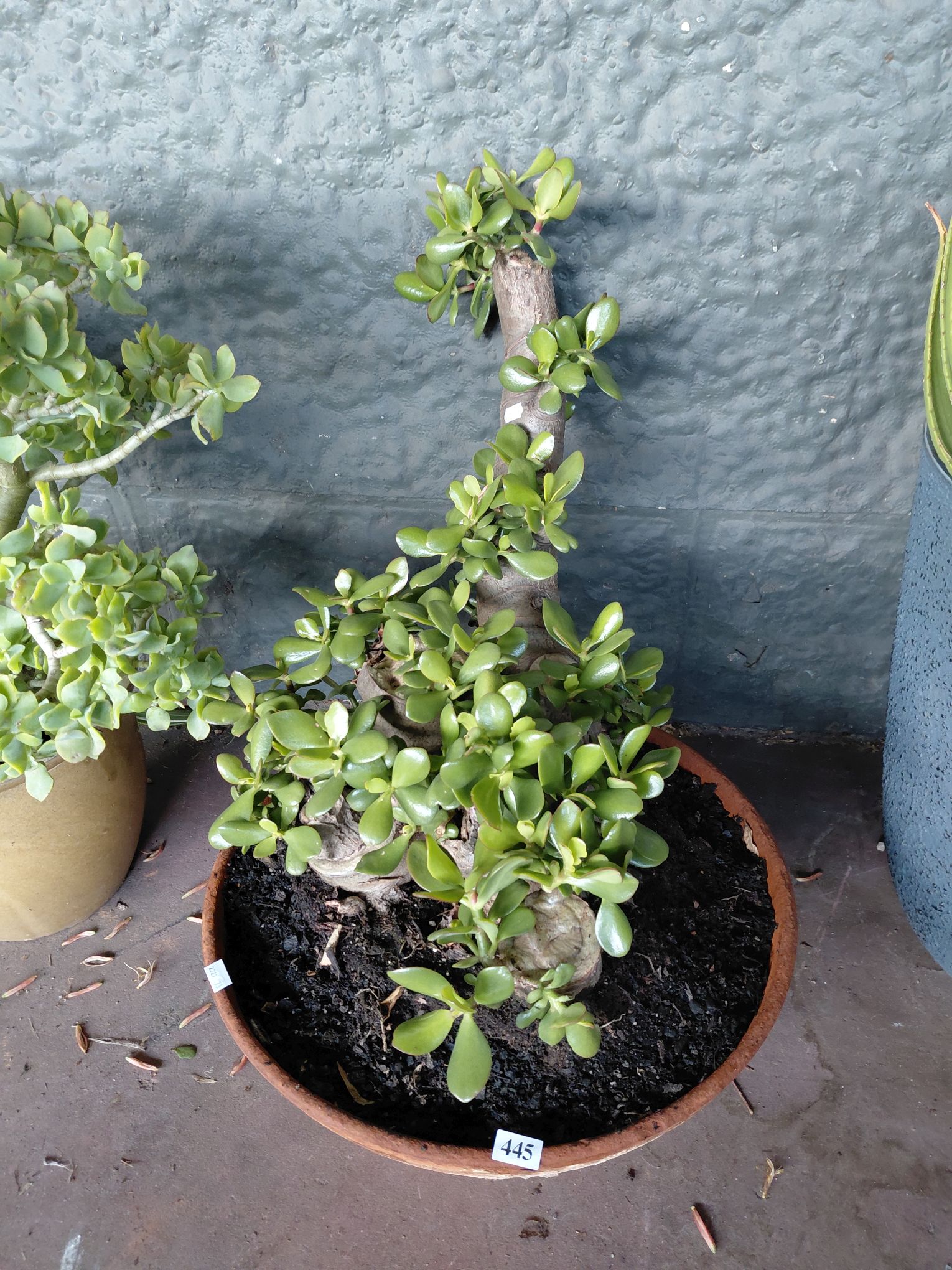 445 · JADE SUCCULENT