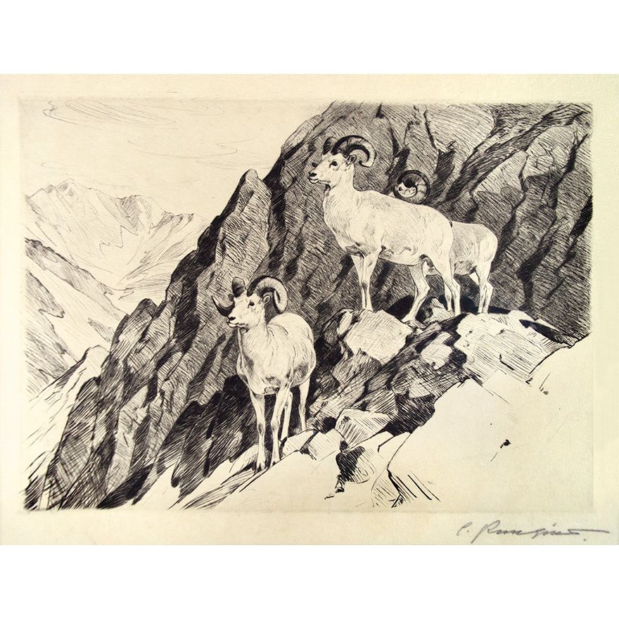 Carl Rungius (1869-1959), Dall Sheep