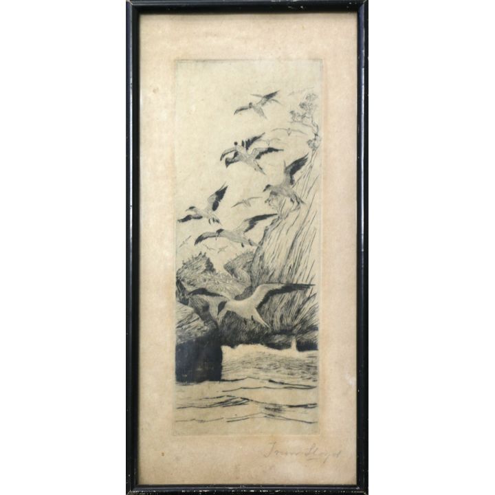 LLOYD, TREVOR, Original etching of gannets flying from a cliff.