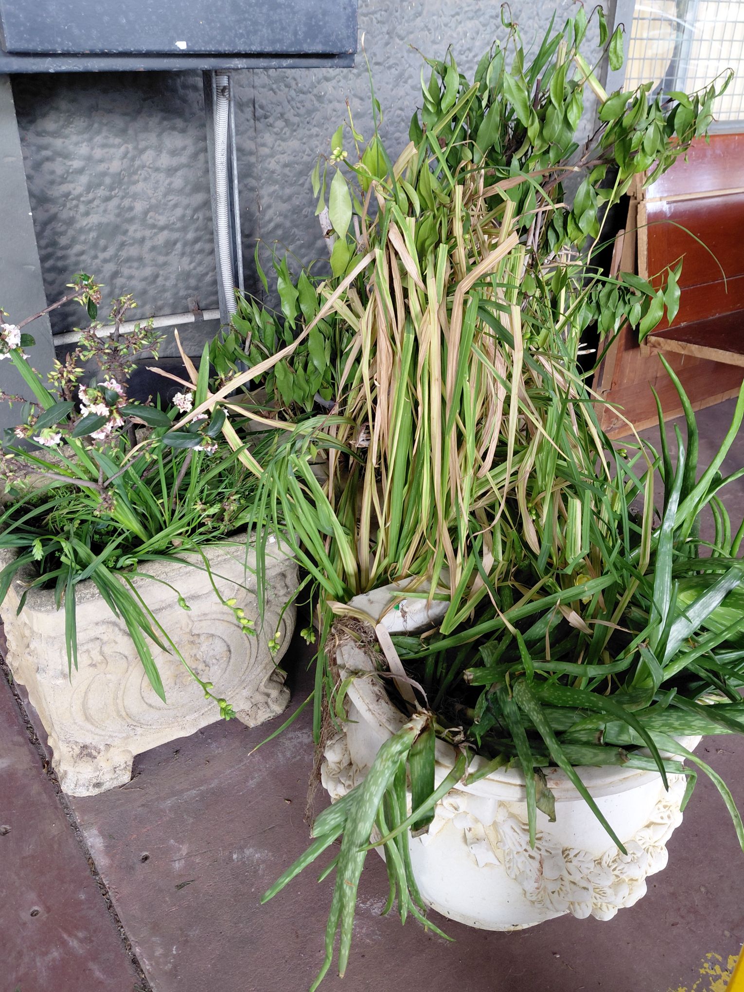 Assorted Plants