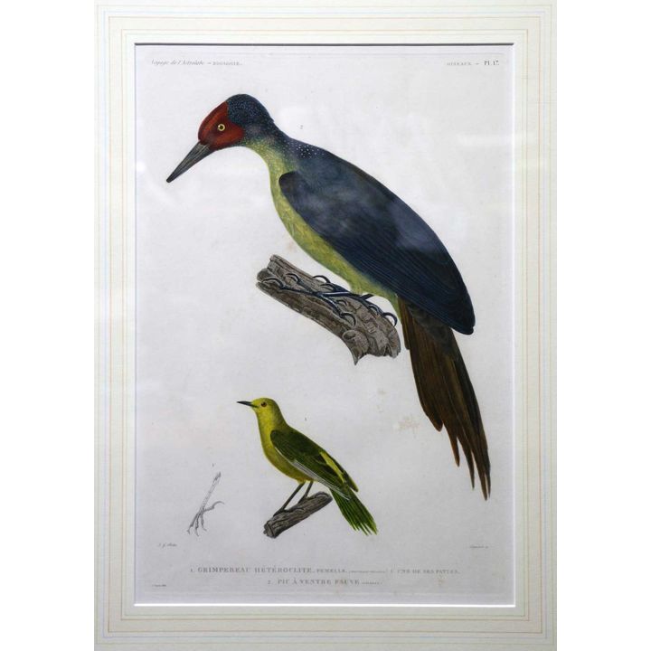 MIGNERET, A. - VOYAGE DE LA  ASTROLABE - Hand coloured engraving