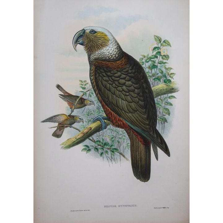John Gould & H.C Ritcher 'Nestor Hypopolius, Ka-ka Parrot'