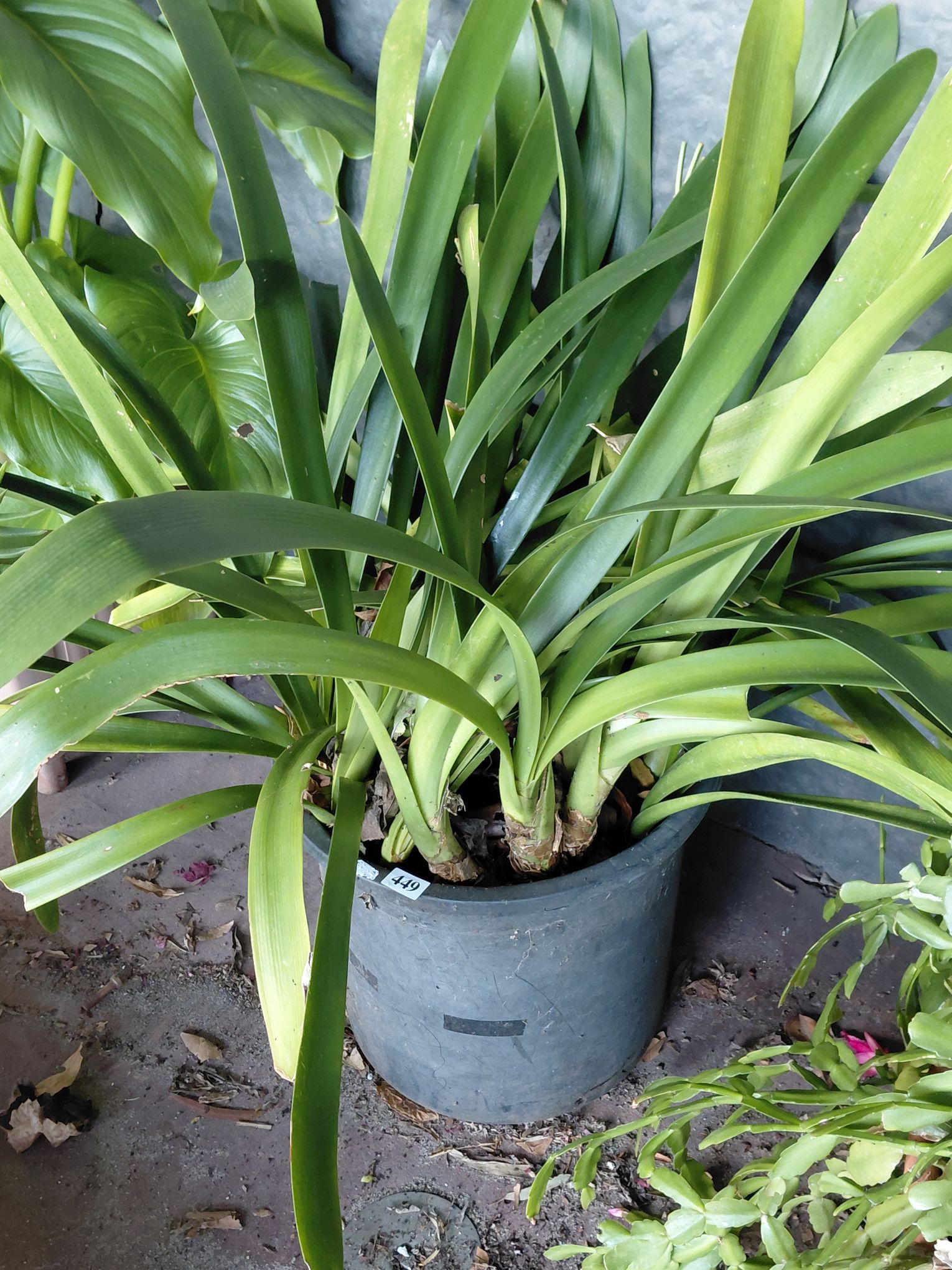 449 · CLIVIA