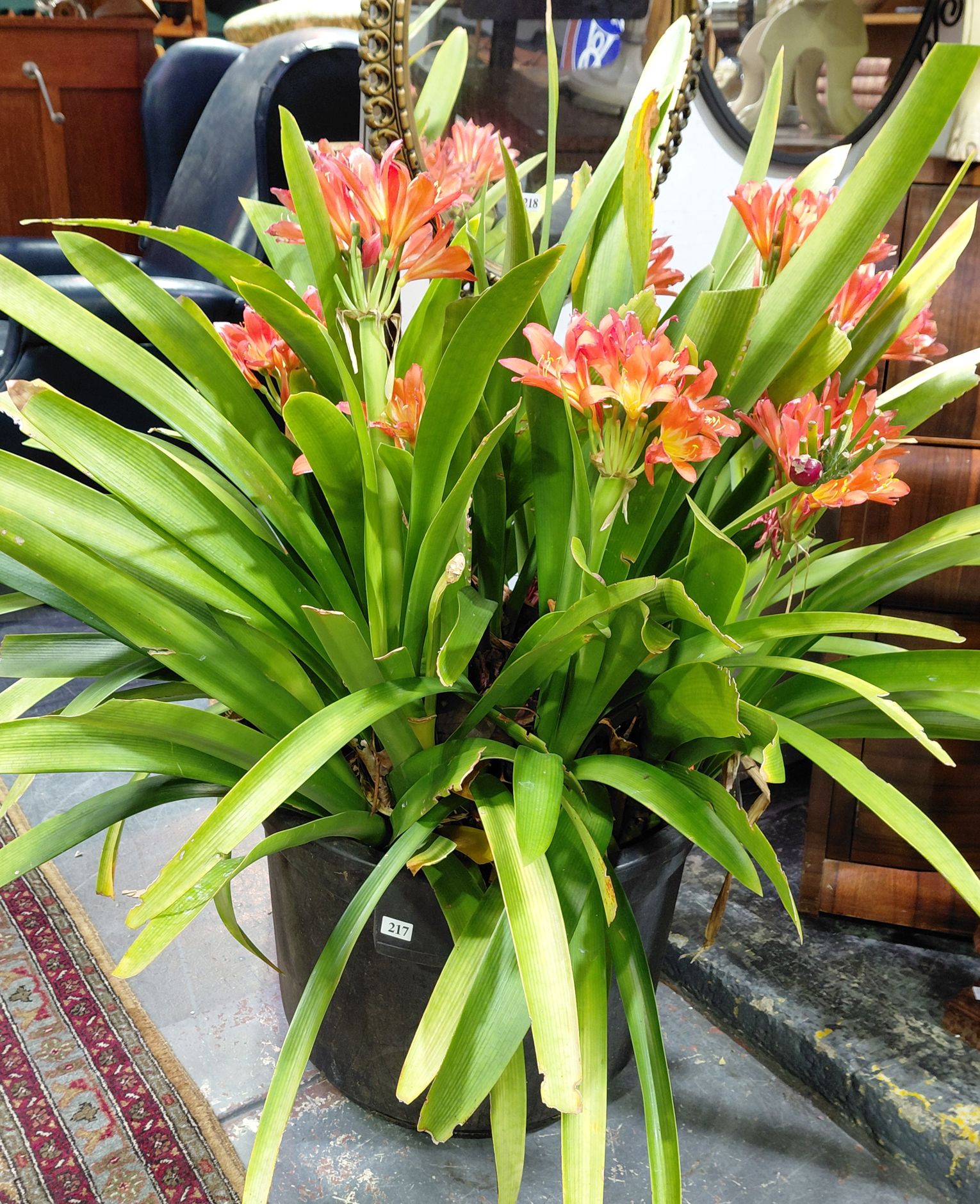 217 · POTTED CLIVIA