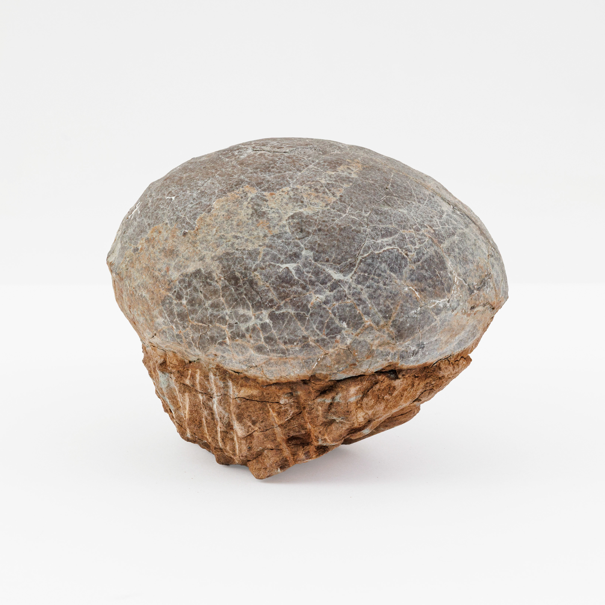 Fossil dinosaur egg – kavel bij Bernaerts, Antwerp