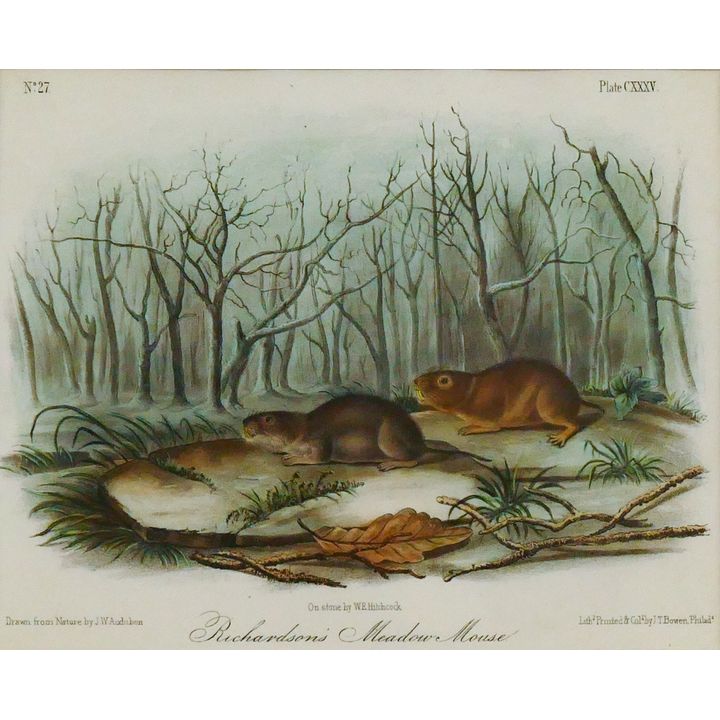 Antique Audubon ''Richardsons Meadow Mouse'' Engraving Framed 14''x16''