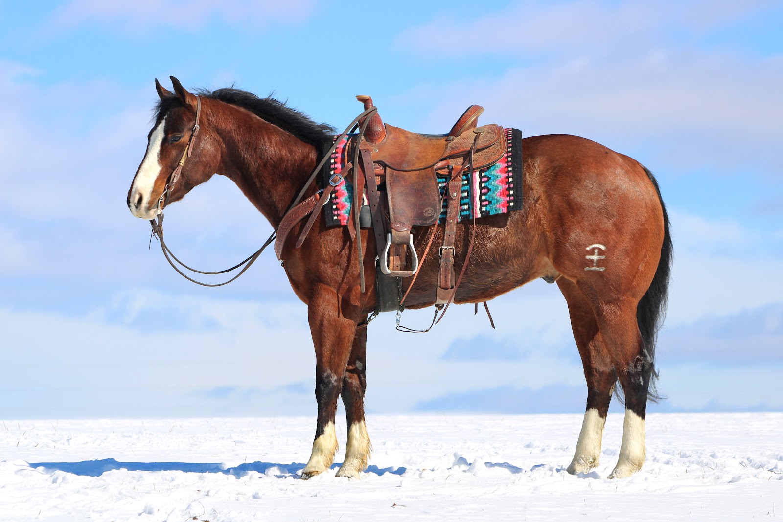 ℳ𝒶𝓇𝒸𝒽 ♦️𝐑𝐈𝐃𝐄𝐑'𝐒 𝐂𝐇𝐎𝐈𝐂𝐄♦️ | Horse Bid, LLC
