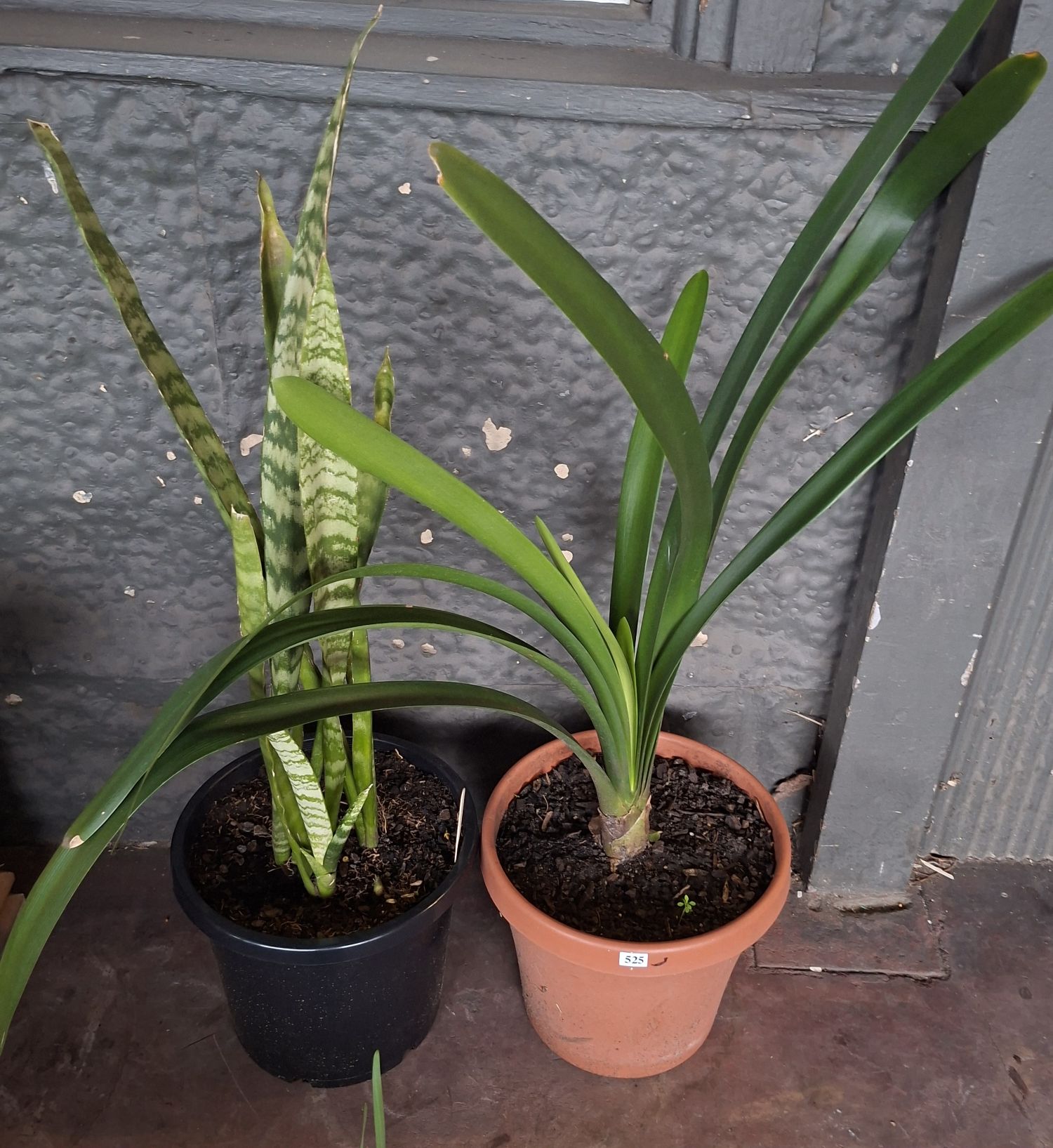 Potted Plants