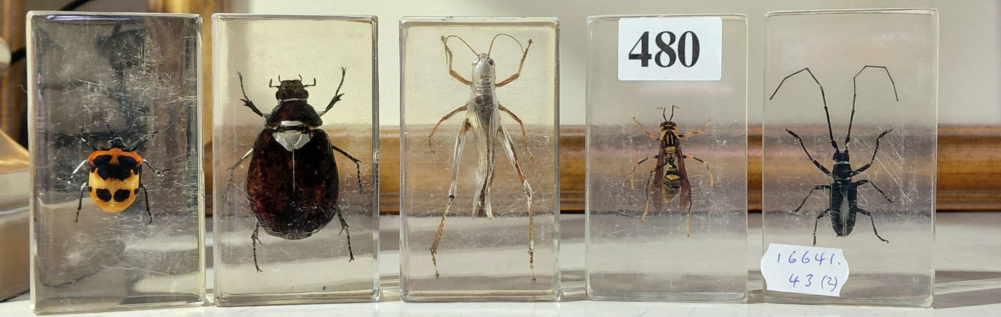 480 · TAXIDERMY INSECTS
