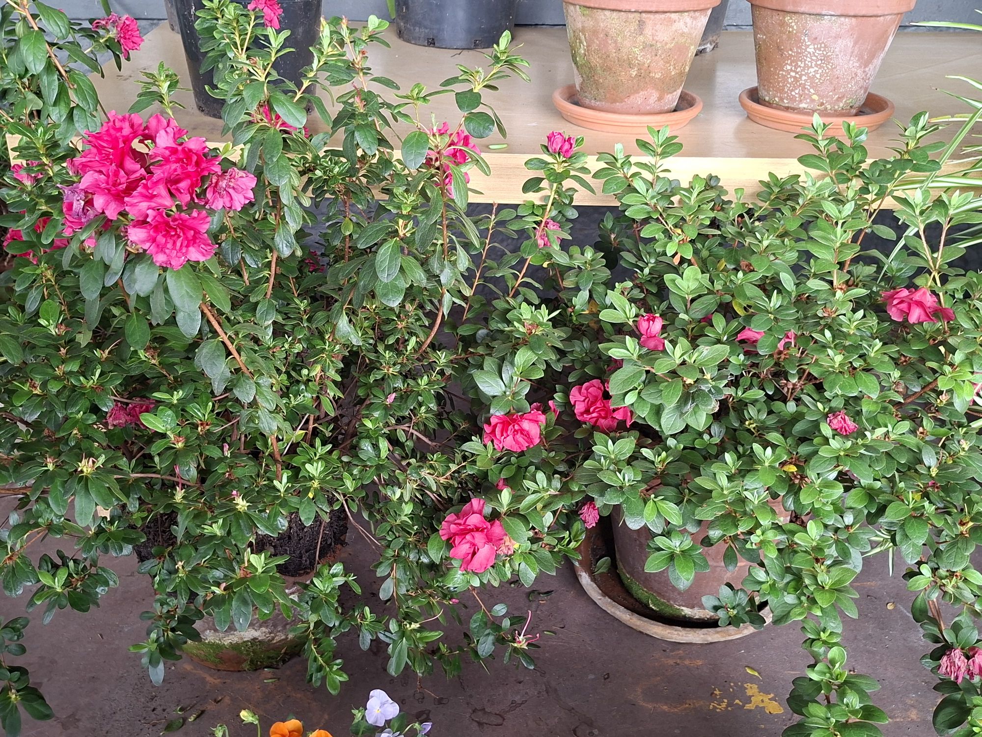Azalea Plants