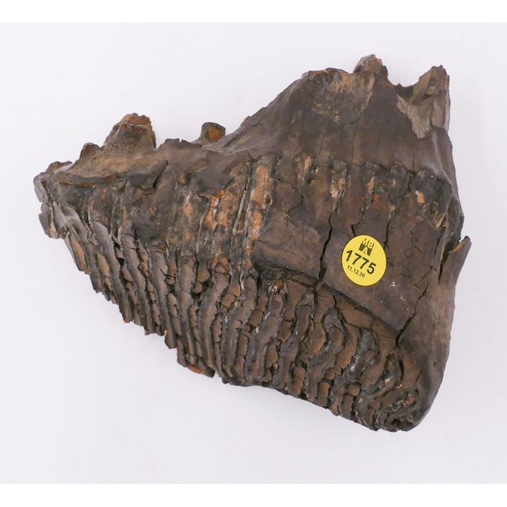Mastodon Tooth Specimen- 7''