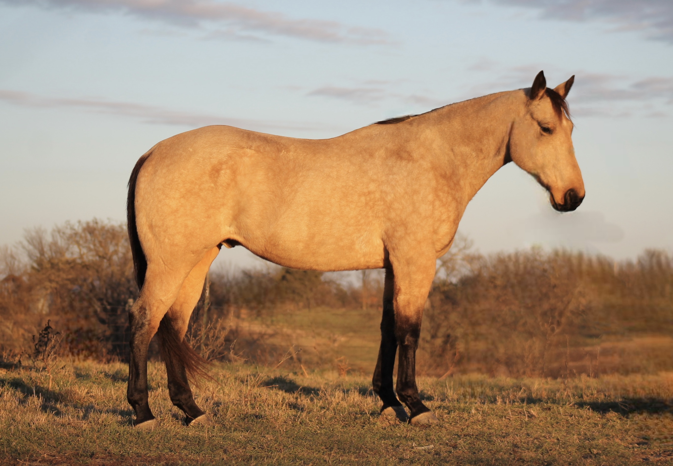 WAYLON *Aaliyah Systma* | Horse Bid, LLC