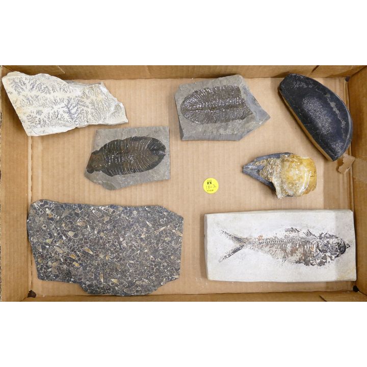 Box Fish & Sealife Fossils- Largest 7''