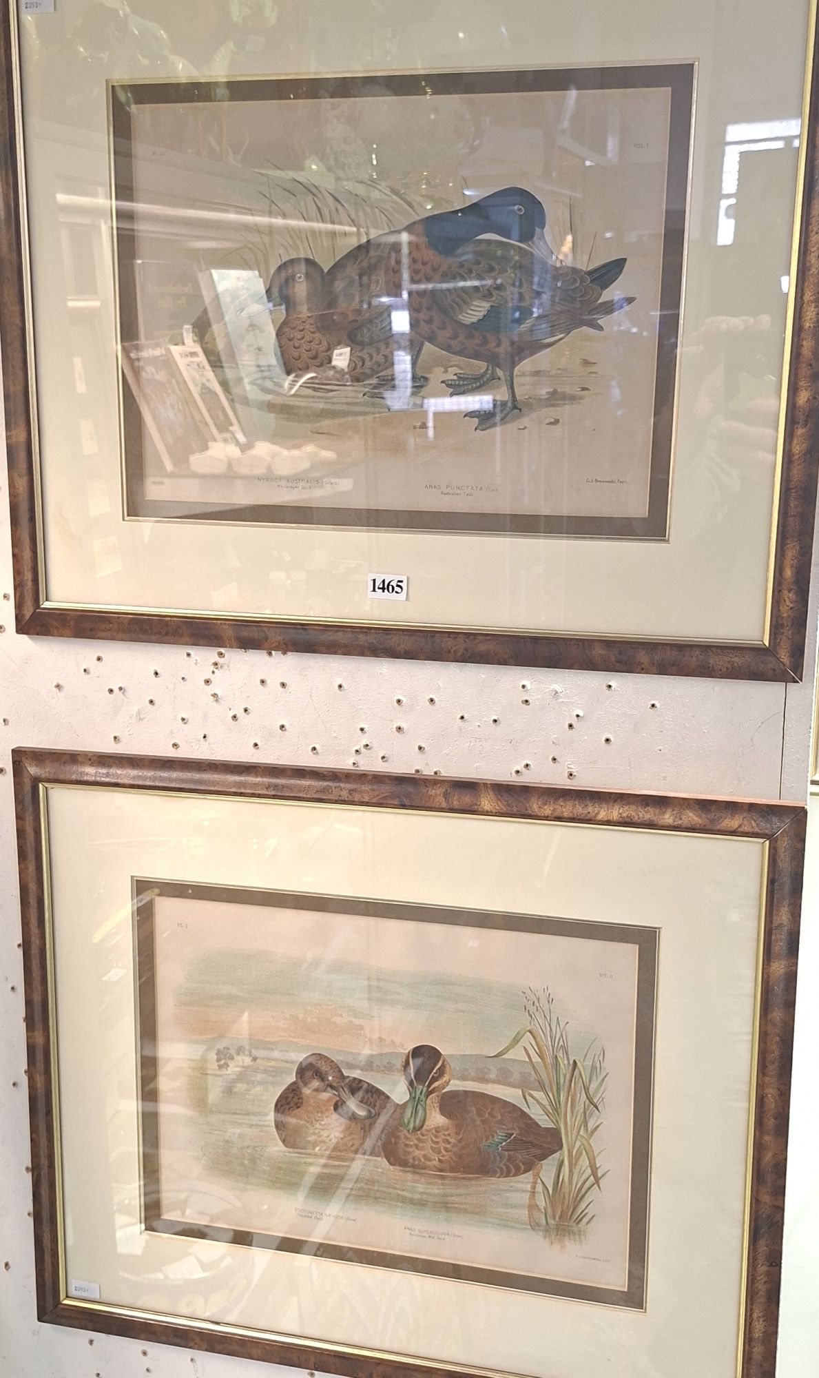 Colored Lithographs
