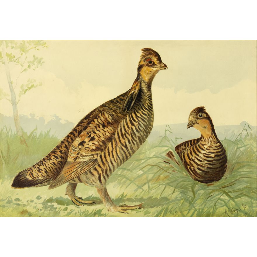 Alexander Pope, Jr. (1849-1924): Pinnated Grouse