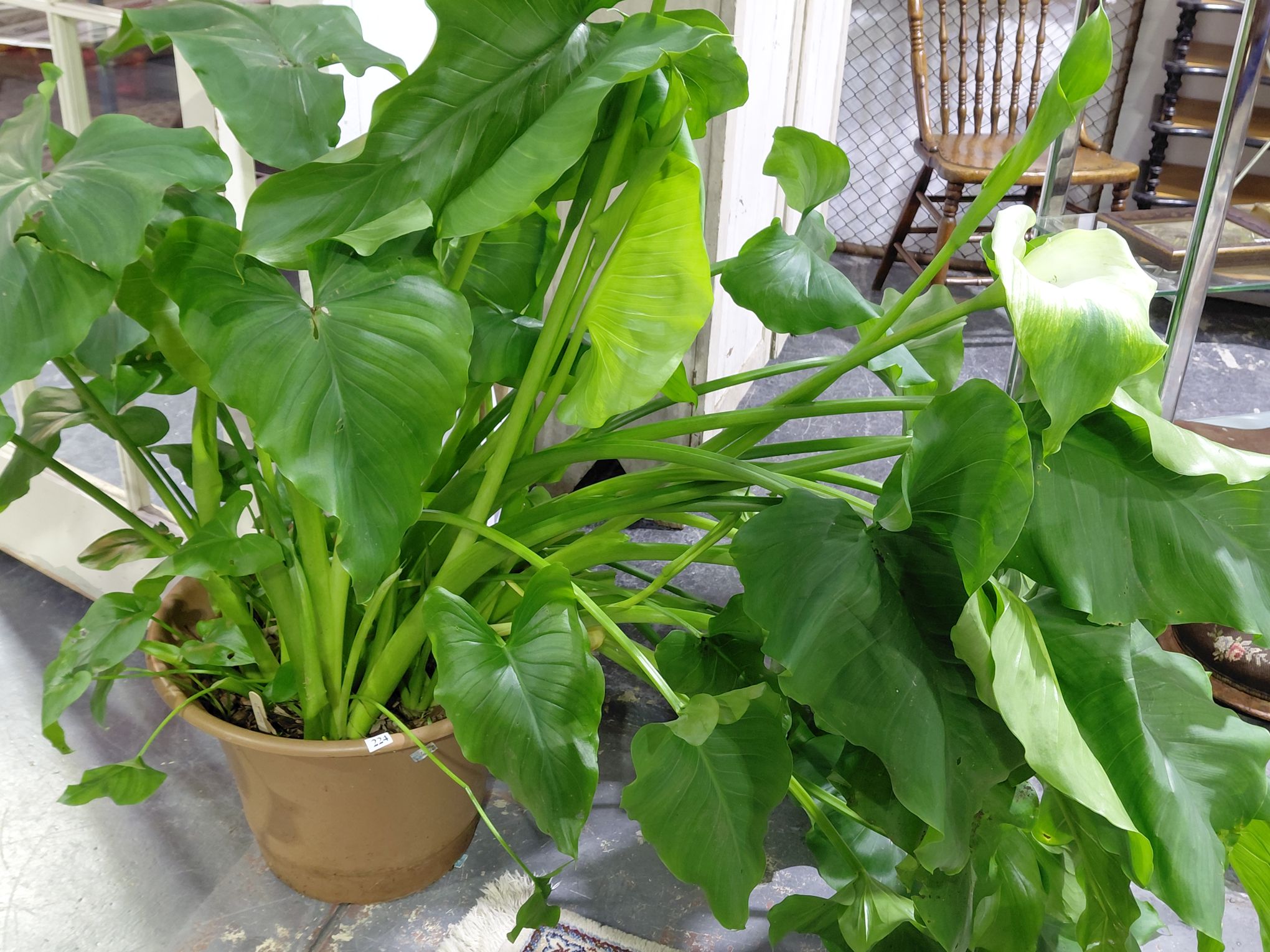 Green Goddess Lily