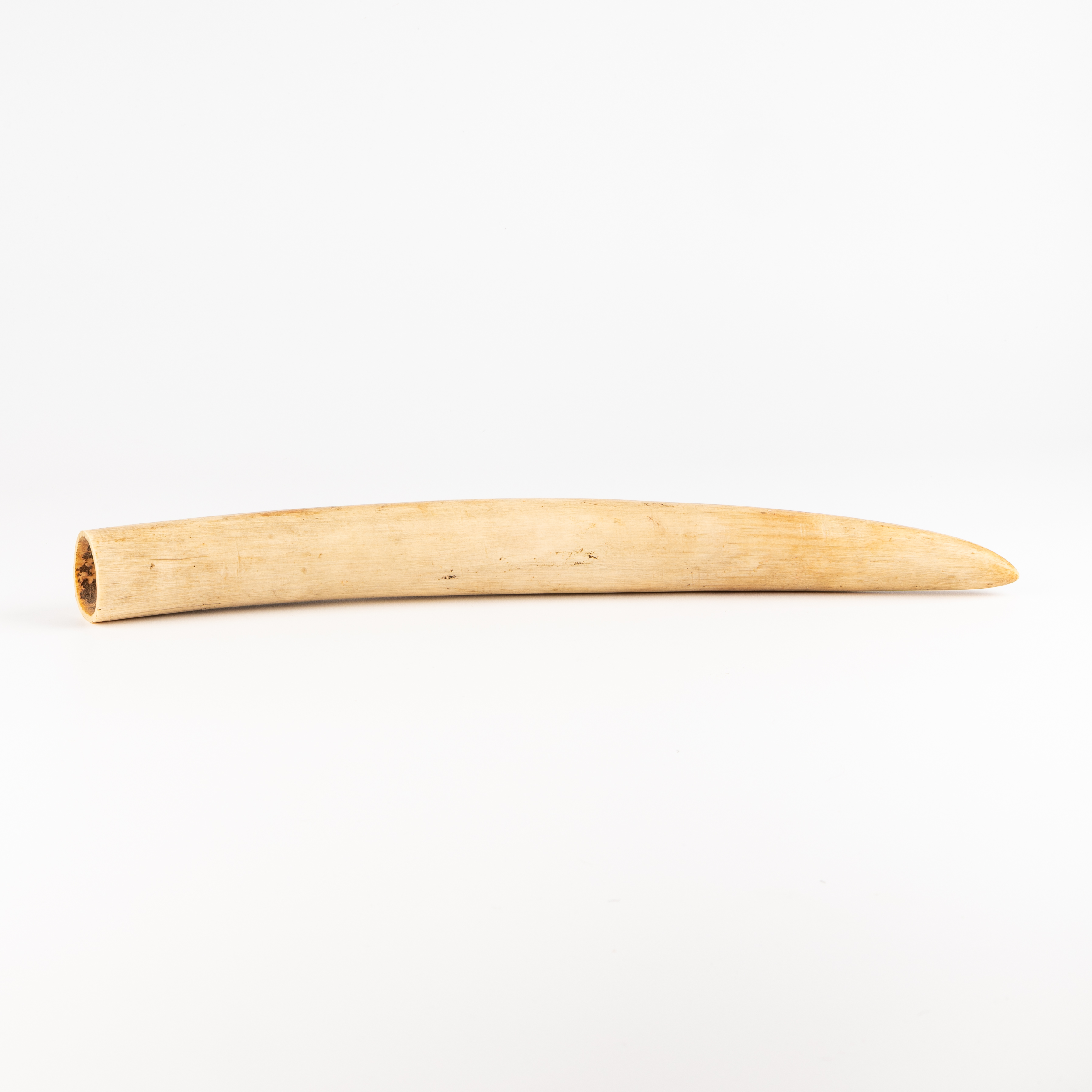 Elephant Tusk, C.1900s, VF