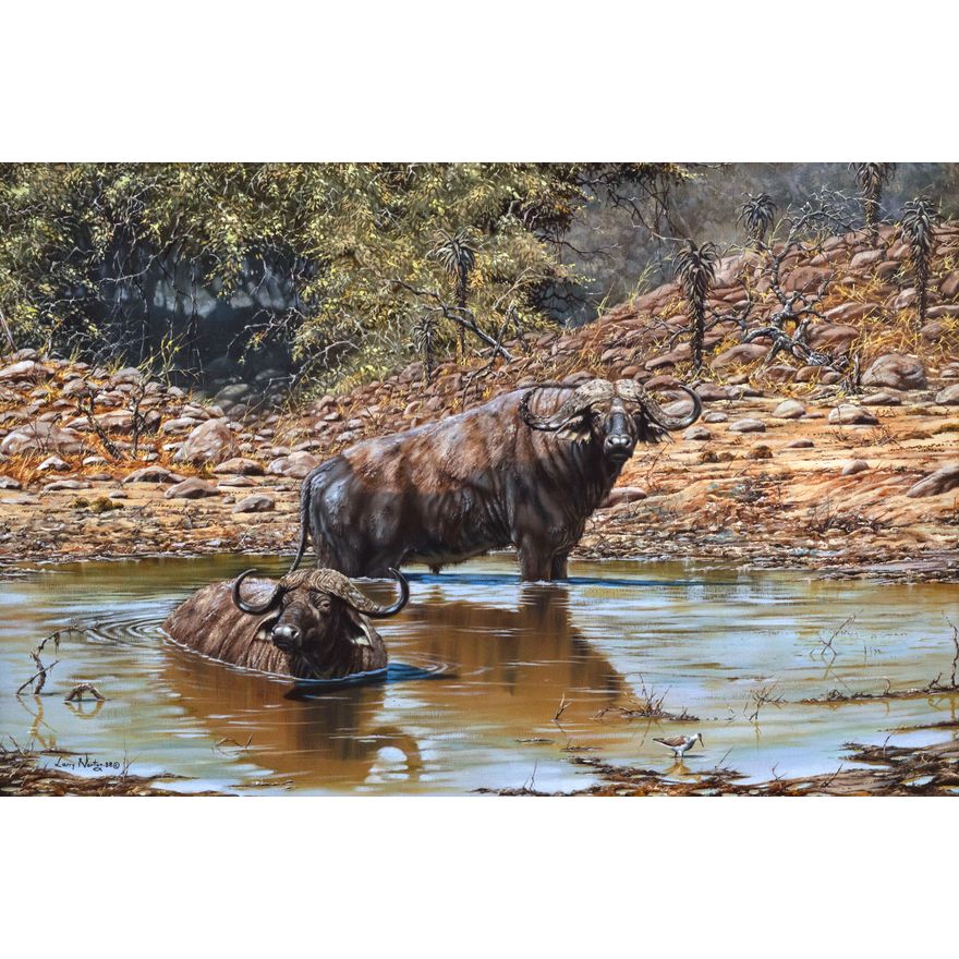 Larry Norton (1963-) African Buffalo - A Good Wallow