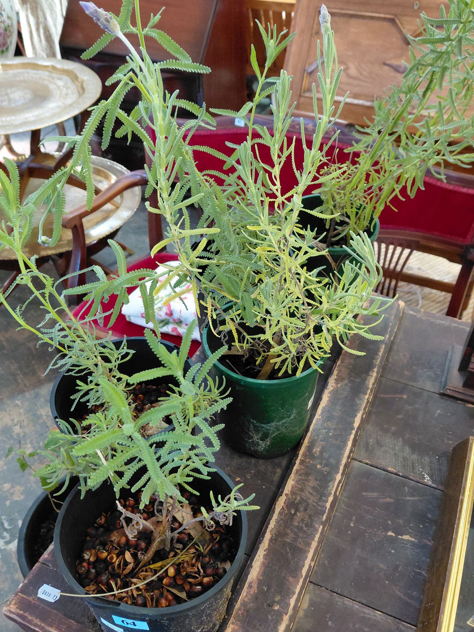 Collection Of Lavender Plants