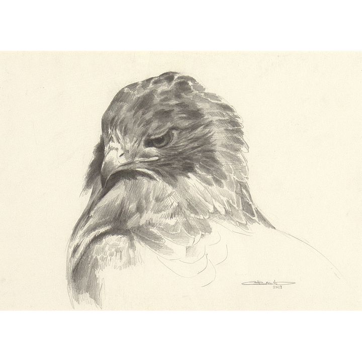 Carl Brenders (1937- ), Redtail Hawk Head