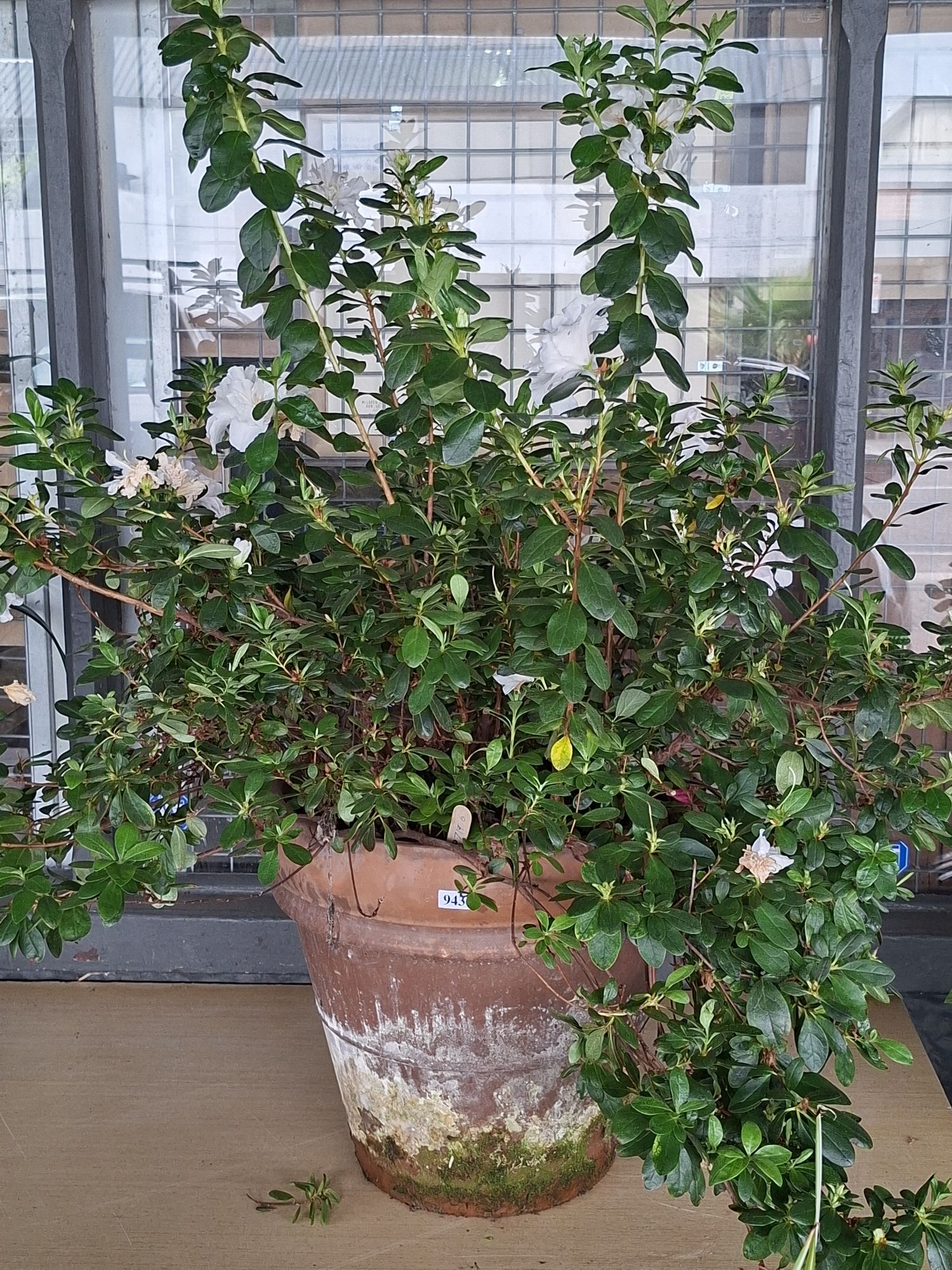 White Azalea Plant