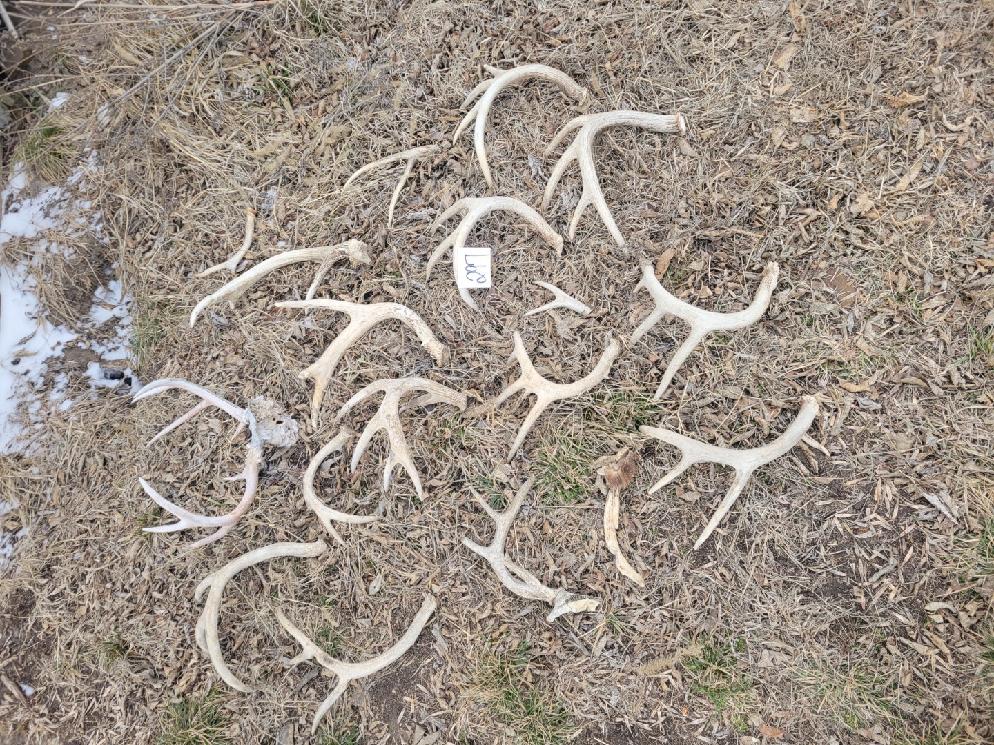 Assorted deer horns Midwest Auctions, LLC