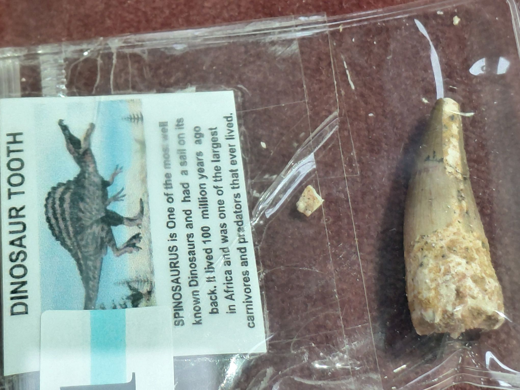 81 · SPINOSAURUS DINOSAUR TOOTH