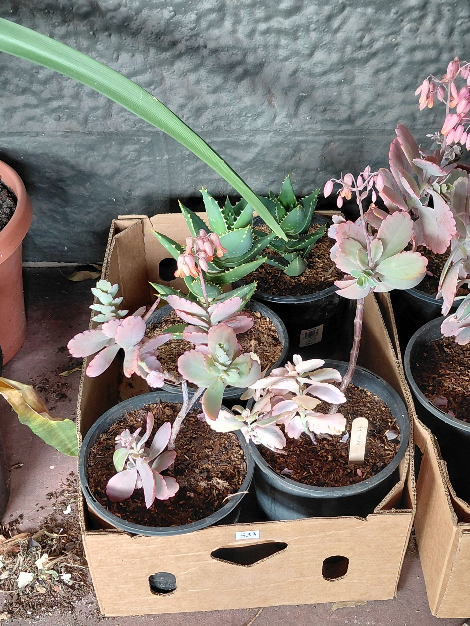 Succulents