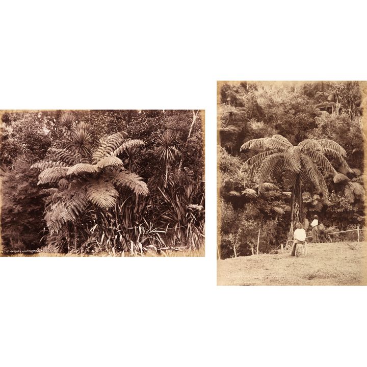 Burton Brothers 'Ferns, Waitakere'