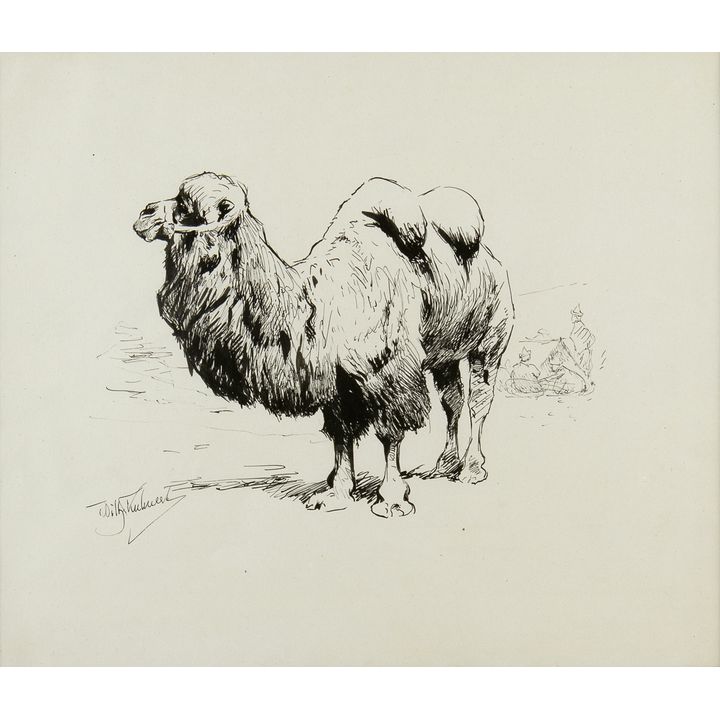 Wilhelm Kuhnert (1865-1926), Camel