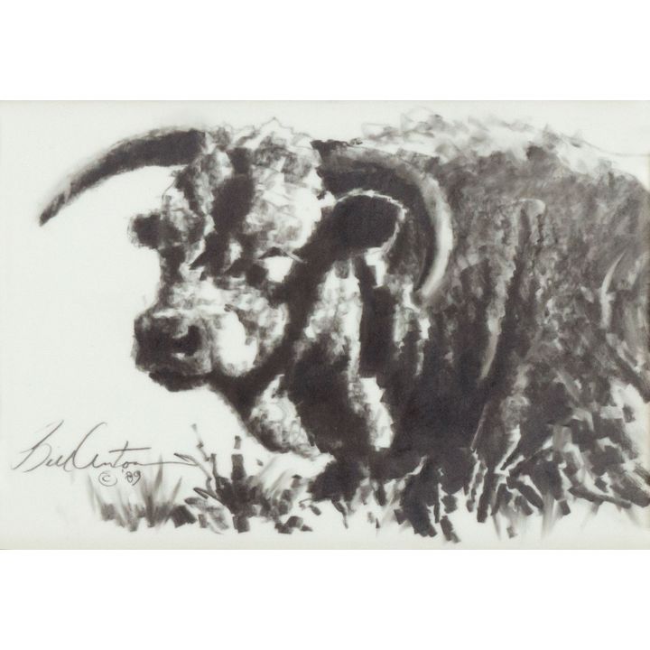 Bill Anton (1957-) Untitled (Cow Sketch)