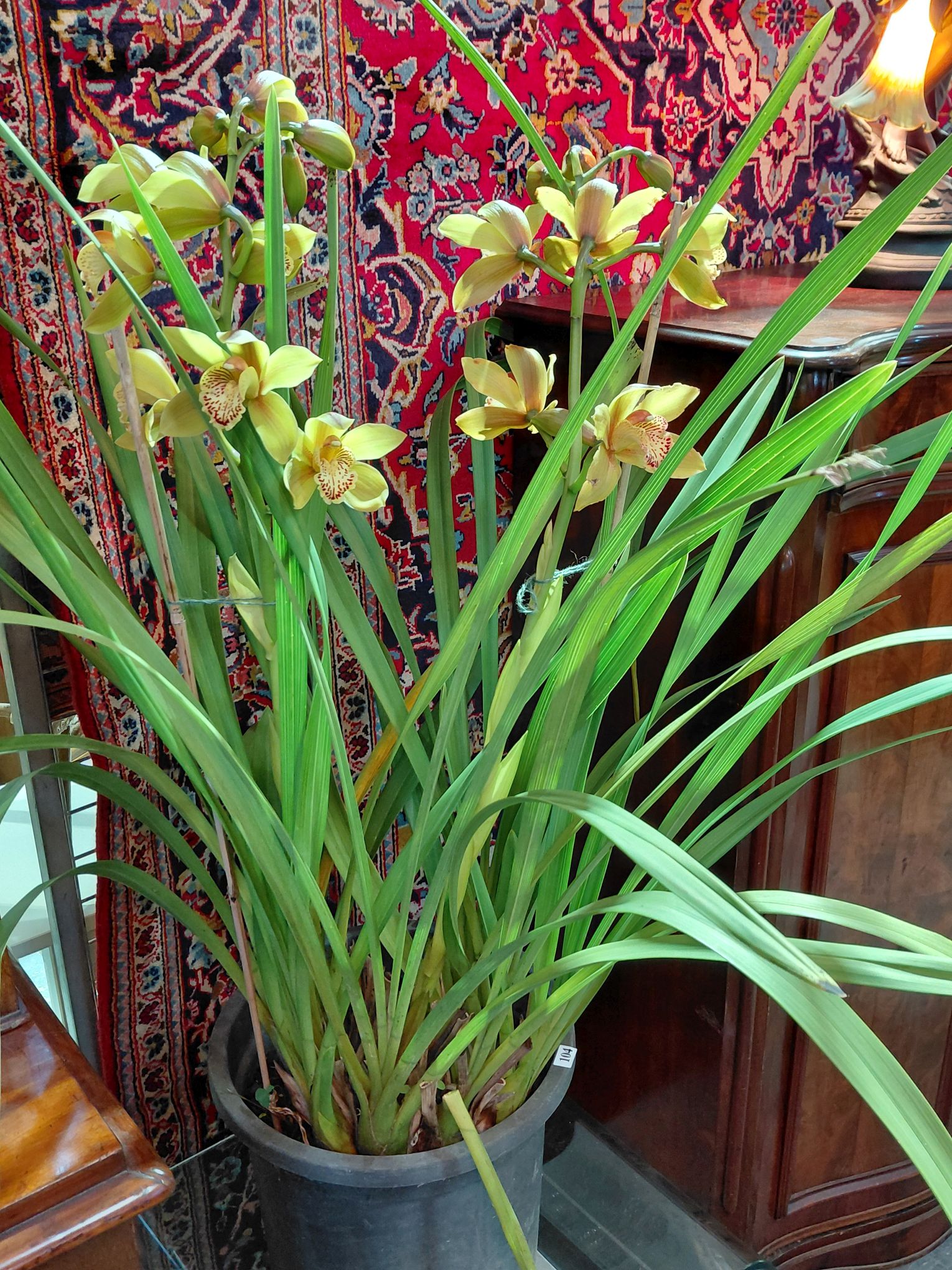 104 · CYMBIDIUM ORCHID