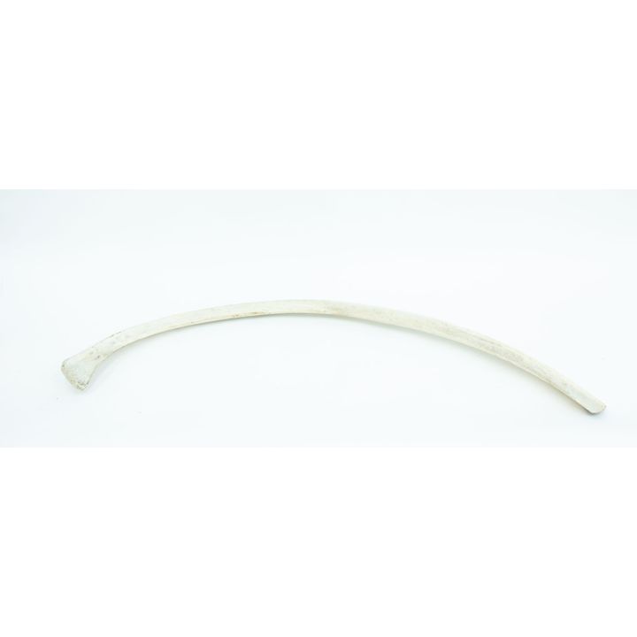 Whale Bone Rib