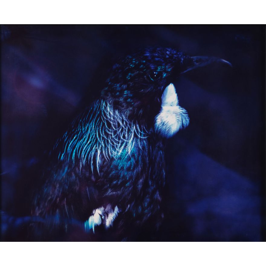 Fiona Pardington 'Portrait of a Tui'