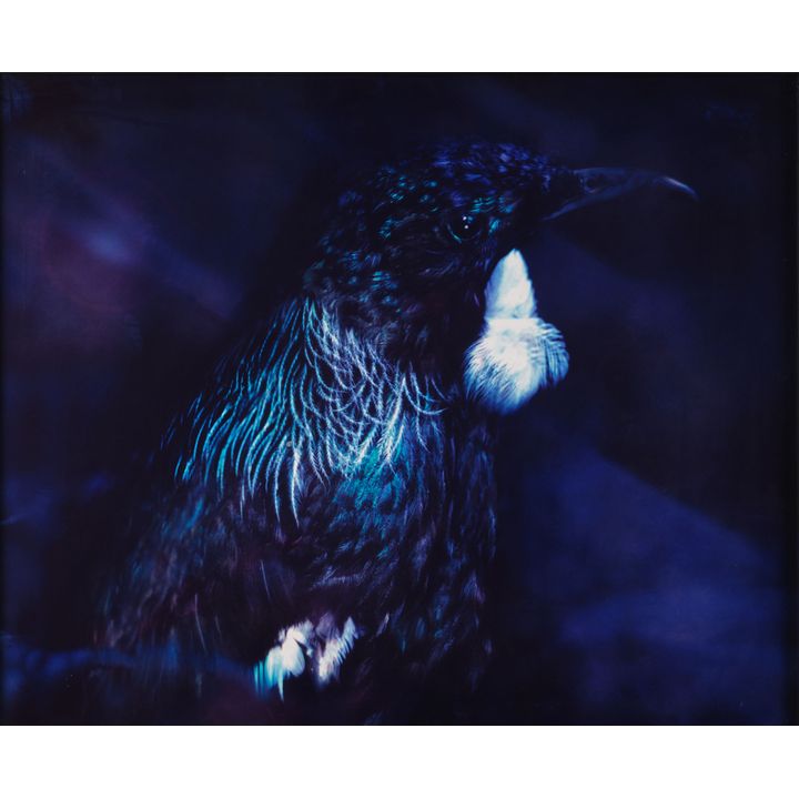 Fiona Pardington 'Portrait of a Tui'