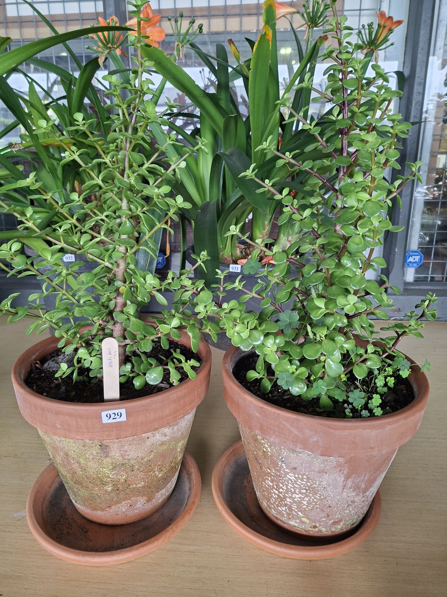 Potted Jade Plants