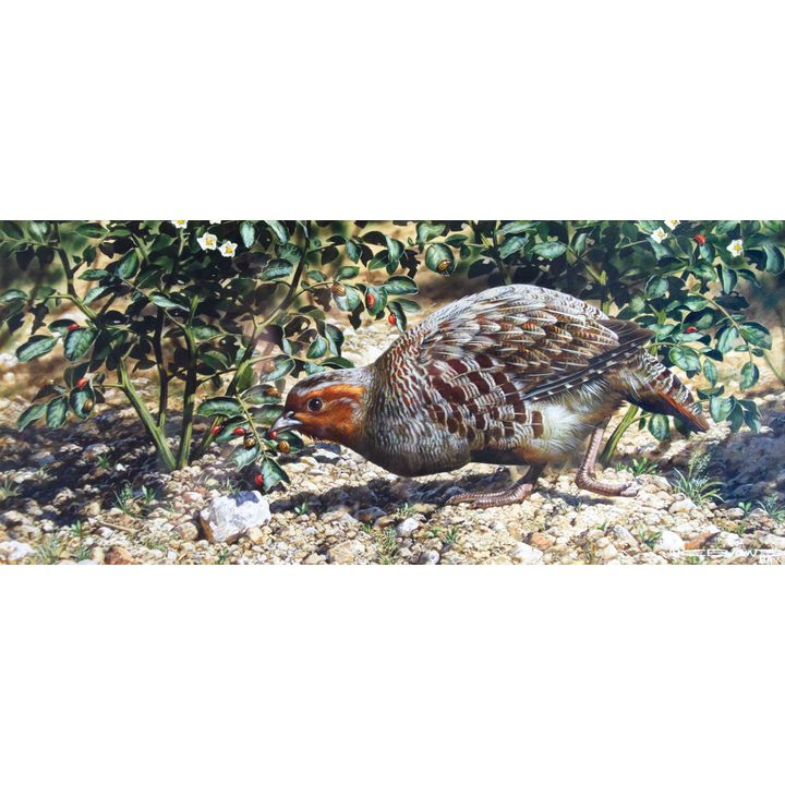 Gray Partridge Meal by Carl Brenders (1937- )