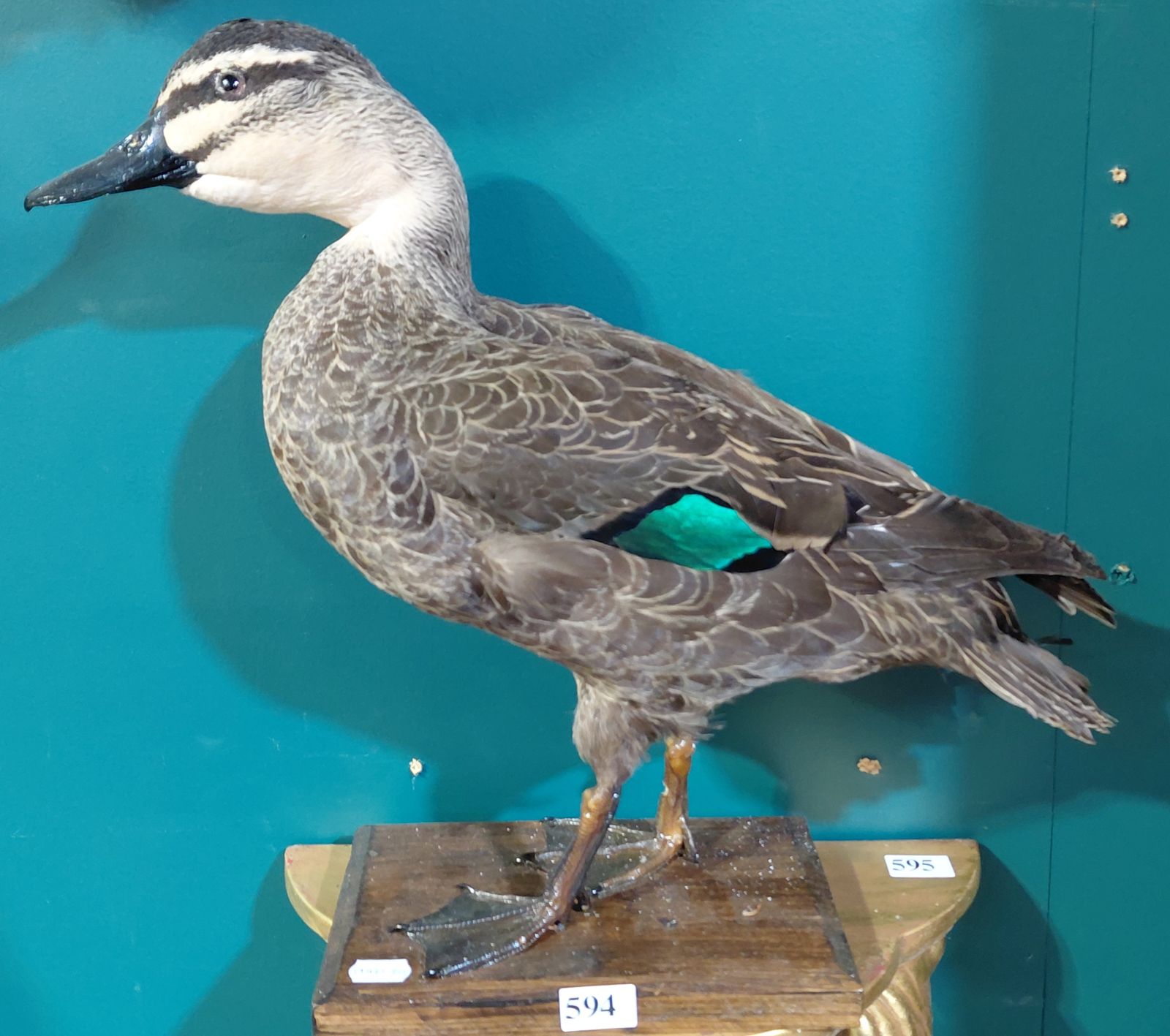594 · TAXIDERMY PACIFIC BLACK DUCK