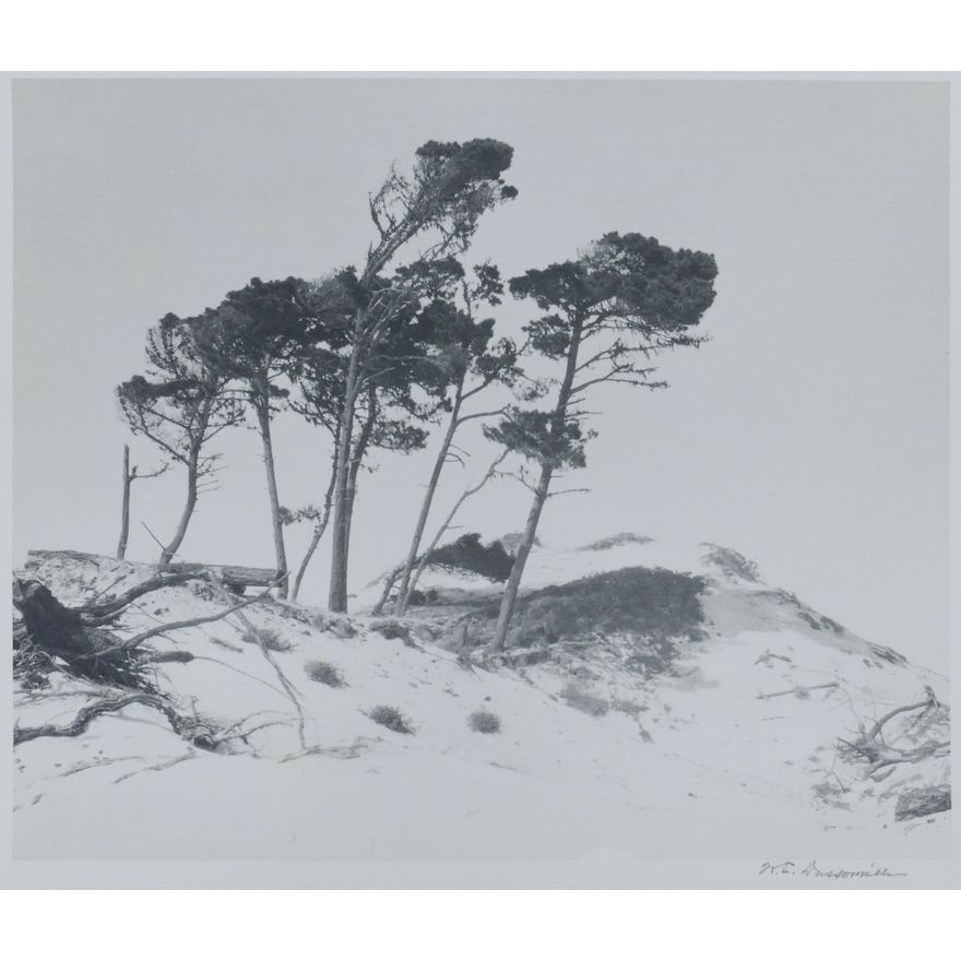 William Dassonville ''Cypress Trees'' Silver Print
