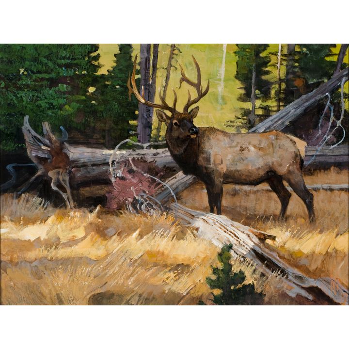 Bob Kuhn (1920-2007), Elk in Down Timber