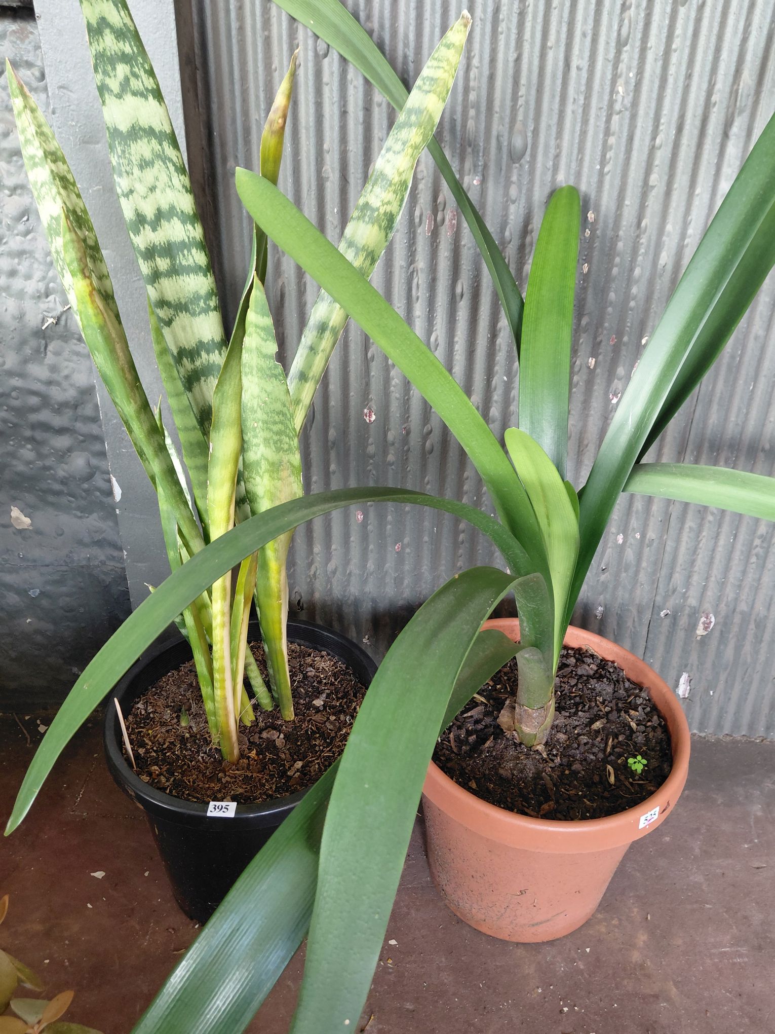 395 · POTTED PLANTS