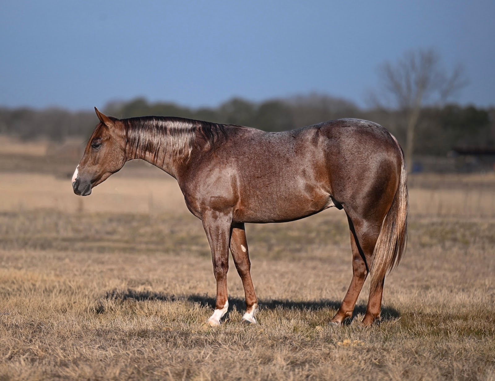 JOKER ★𝘉𝘺 𝘚𝘵𝘦𝘷𝘪𝘦 𝘙𝘦𝘺 𝘝𝘰𝘯★ | Horse Bid, LLC