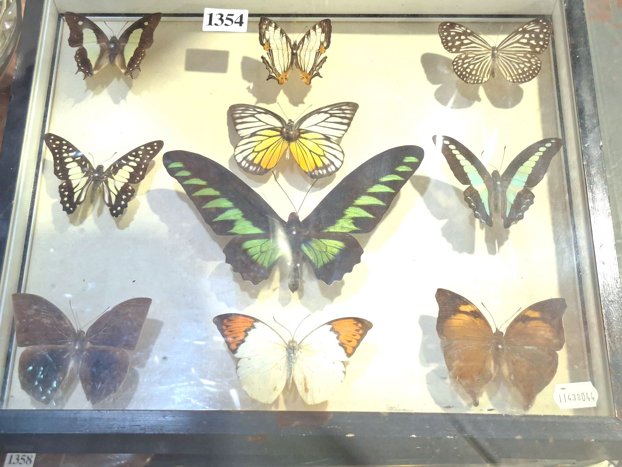 1354 · TAXIDERMY BUTTERFLIES DIORAMA