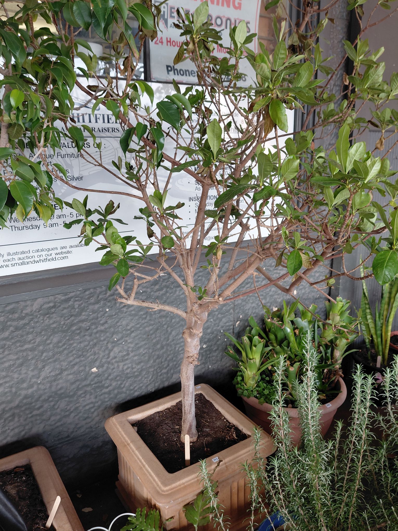 391 · POTTED WEEPING FIG