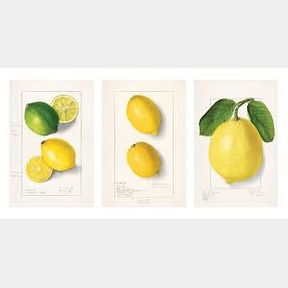 A2 Artist Sketch Paper Prints - Zesty Lemons - set of 3 - Zesty Lemon Collection- 51743/2327 SN B3 (S7)